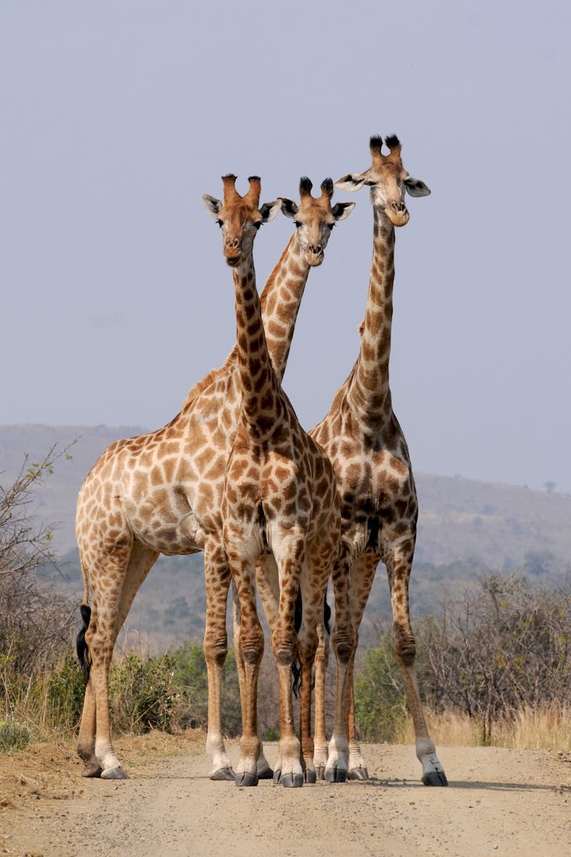 Three Giraffe Under Gray Sky